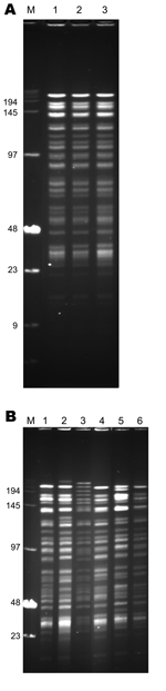Thumbnail of NotI pulsed-field gel electrophoresis patterns of Yersinia pestis strains of biovar Medievalis obtained during plague outbreak in Libya, 2009. A) Pattern of three 2009 isolates from Libya. Lane M, low-range DNA marker (New England Biolabs, Ipswich, MA, USA); lane 1, IP1973; lane 2, IP1974; lane 3, IP1975. B) Comparison of the pattern of 1 isolate from Libya with those of other biovar Medievalis strains. Lane M, low-range DNA marker (New England Biolabs); lane 1, IP516 (Kurdistan); l