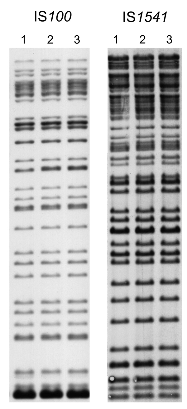 Insertion sequence–restriction fragment length polymorphism profiles of 3 Yersinis pestis strains obtained during plague outbreak in Libya, 2009. Genomic DNA of strains IP1973 (lane 1), IP1974 (lane 2), and IP1975 (lane 3) were hybridized with an IS100 (after EcoRI digestion) or an IS1541 probe (after HindIII digestion).
