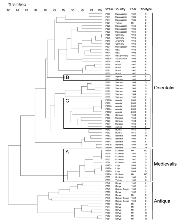 IS100 and IS1541 restriction fragment length polymorphism patterns of 70 Yersinia pestis isolates of worldwide origin. A) Medievalis branch. B), ancient strain from Algeria (IP1867); C) other strains from Algeria and various isolates from Africa. The dendrogram was constructed by using the unweighted pair group method with arithmetic mean clustering analysis and a position tolerance of 1.8%. Biovar is shown on the right. UN, unknown; ND, not determined.