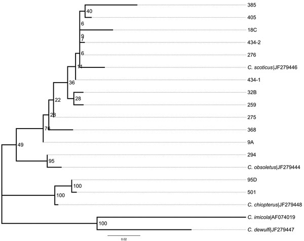 Phylogenetic tree comparing Schmallenberg virus–positive Culicoides spp. biting midge abdomens isolated in different regions in the Netherlands, 2011, with reference sequences from Deblauwe et al. (7). C. imicola was used as an outgroup. Bootstrap values are indicated at the significant nodes. Scale bar indicates nucleotide substitutions per site.