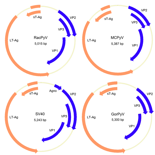 Genome organization of RacPyV. The entire dsDNA viral genome for RacPyV10 comprises 5,015 bp. The viral genome has a noncoding regulatory region and putative open reading frames for the late proteins VP1, VP2, and VP3 and the early proteins LT-Ag and sT-Ag. MCPyV and GorPyV, which are phylogenetic neighbors, and SV40 are presented for comparison. RacPyV, raccoon polyomavirus; LT-Ag, large T-antigen; sT-Ag, small T-antigen; VP, viral protein; MCPyV, Merkel cell polyomavirus; SV40, simian virus 40
