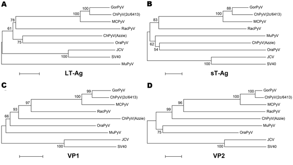 Phylogenetic relationship of RacPyV with representative polyomavirus species. Phylogenetic trees were individually generated on the basis of amino acid sequences of LT-Ag (A), sT-Ag (B), VP1, and VP2 (C, D) by using the neighbor-joining method with p-distance and 1,000 bootstrap replications. RacPyV, raccoon polyomavirus; LT-Ag, large T-antigen; sT-Ag, small T-antigen; VP, viral protein; GorPyV, gorilla polyomavirus; ChPyV, chimpanzee polymavirus; MCPyV, Merkel cell polyomavirus; OraPyV, orangut
