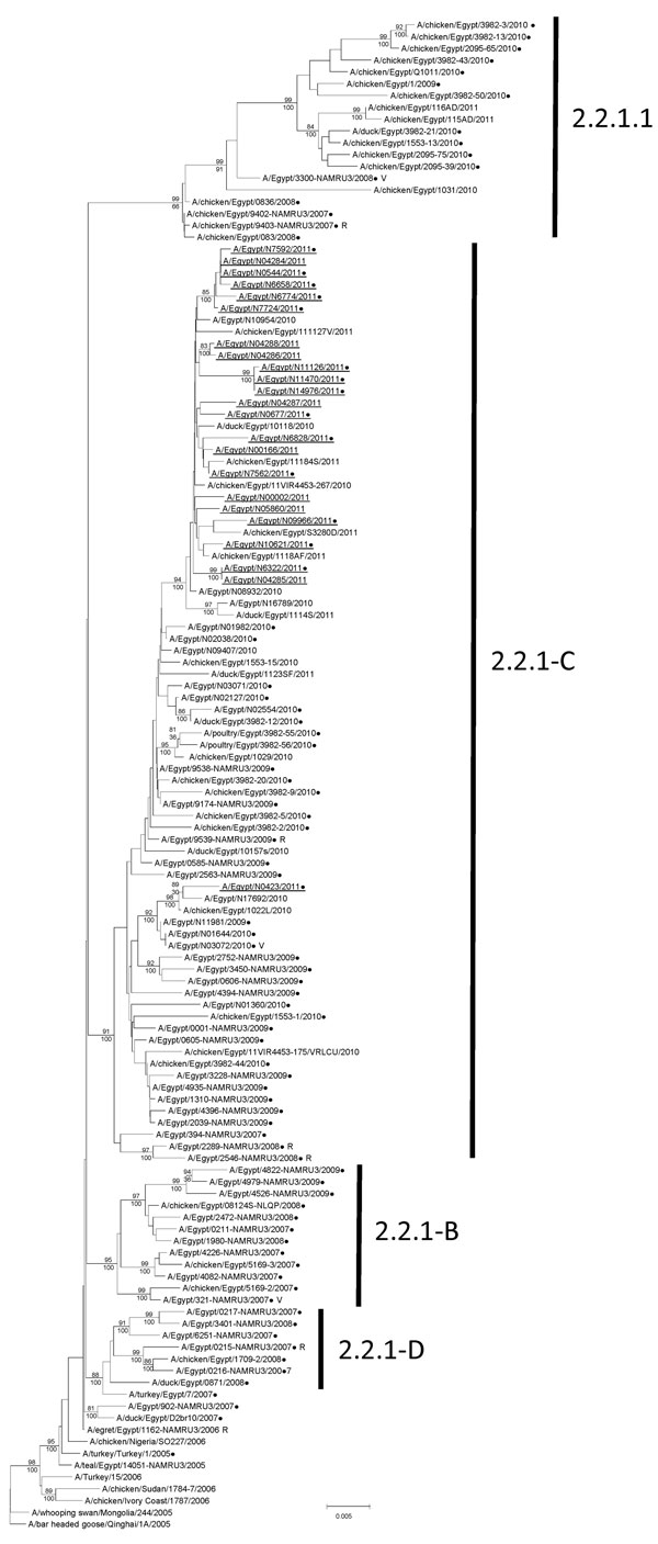 Phylogenetic tree of the influenza A(H5) virus hemagglutinin genes, clade 2.2.1, generated by neighbor-joining analysis. Subgroups of clade 2.2.1 are indicated on the right. Bootstrap values (&gt;79) generated from 1,000 neighbor-joining replicates are shown above branches, and Bayesian posterior probabilities are shown below the branches at relevant nodes. Scale bar represents 0.002 nt substitutions per site. Viruses recommended by the World Health Organization for development of candidate pand