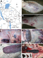 Thumbnail of A) Locations in which African swine fever outbreaks occurred during 2010–2012. B–G) Postmortem lesions observed in slaughtered pigs at the Ifakara slaughterhouse of Kilombero District and geographic location of African swine fever outbreaks in Tanzania, 2010–2012. Postmortem lesions include cutaneous hemorrhage on the medial side of the pinna (B) and forelimb above the carpal joint (C); hemorrhagic gastrohepatic lymph node (arrow and insert) (D), intestines (E) and spleen (F); and s
