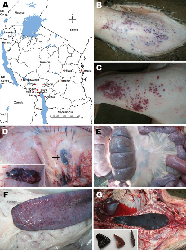 A) Locations in which African swine fever outbreaks occurred during 2010–2012. B–G) Postmortem lesions observed in slaughtered pigs at the Ifakara slaughterhouse of Kilombero District and geographic location of African swine fever outbreaks in Tanzania, 2010–2012. Postmortem lesions include cutaneous hemorrhage on the medial side of the pinna (B) and forelimb above the carpal joint (C); hemorrhagic gastrohepatic lymph node (arrow and insert) (D), intestines (E) and spleen (F); and splenomegaly (