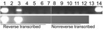 Thumbnail of Nested PCR amplification of a subgenomic region of cDNA for hepatitis B virus, South Africa. Reverse transcribed, DNase I–treated cDNA products were amplified by PCR, and amplicons were resolved by electrophoresis on a 1% agarose gel containing ethidium bromide. Non–reverse transcribed samples (in which diethyl pyrocarbonate [DEPG]–treated water was added instead of enzyme during reverse transcription) were included as negative controls. Top panel: Lanes 1–7, nested PCR 1: 255F–759R