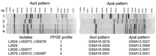 Four AscI and 4 ApaI pulsed-field gel electrophoresis (PFGE) profiles (identified at the time the research was performed) displayed by Listeria monocytogenes clinical isolates (L2624, L2625, L2626, and L2676) and isolates from food or environmental samples (LIS0072, LIS0075, LIS0077, LIS0078, and LIS0087) associated with the 2011 listeriosis outbreak traced to cantaloupe. PFGE profiles 3 and 4 differ by ≈40-kb shift in 1 band in the AscI pattern, likely related to the loss or acquisition of the 