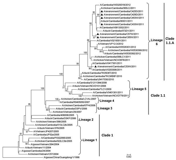 Phylogenetic relationship of the hemagglutinin (HA) gene among various influenza A(H5N1) strains; HA sequences for 95 strains (60 from Cambodia, 34 from Vietnam) were included in the analysis. Black triangles indicate viruses detected during this study of environmental samples from live poultry markets in Cambodia. Phylogenetic trees were generated by using the distance method and applying the neighbor-joining algorithm with bootstrap analysis (1,000 replicates). Analysis was based on nt 1–1,661