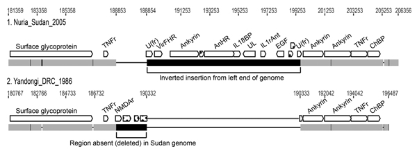 Comparison of a right-end segment from genomes of monkeypox virus (Nuria Sudan 2005 and Yandongi DRC1986. Numbers above genome map are nucleotide positions. Gray boxes represent DNA sequence identity in the 2 genomes; black represents differences. The 2 large black boxes illustrate the insertion/deletion event found in Sudan isolates 1 and 2. A region from the left end of the genome has been inserted where a portion of the right end (shown in Yandongi) has been deleted. Thin black horizontal lin