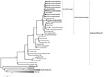 Thumbnail of Maximum-likelihood phylogenetic tree of dengue virus type 1, including isolates from Key West, Florida, USA, and representative isolates from 5 genotypes with global geographic distribution. Solid circles, 8 Key West viruses (Monroe County) isolated during 2009–2010; solid diamonds, isolates from other Florida counties (Dade, Pinellas, Orange, and Broward Counties). Scale bar indicates nucleotide substitutions per site. Each taxon represents a single virus isolate and is labeled wit