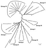 Thumbnail of Phylogenetic analysis of viral protein 1 sequences of serotype O foot-and-mouth disease viruses isolated in South Korea (black dots) and other Asian countries, 2010. The tree was constructed by using the neighbor-joining method in MEGA5 (www.megasoftware.net). Percentages in which the associated taxa clustered together in the bootstrap test (1,000 replicates) are shown next to the branches. Scale bar indicates nucleotide substitutions per site. CHA, China; HKN, Hong Kong; JPN, Japan