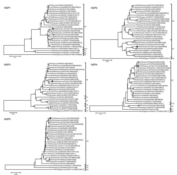 Phylogenetic trees of the full-length nucleotide sequences of the group A rotavirus (RVA) nonstructural protein (NSP) genes. Phylogenetic trees were constructed by using the neighbor-joining method with the Kimura 2-parameter method. Bootstrap values (1,000 replicates) &gt;70% are shown. Filled circle indicates strain RVA/human-wt/TUN/17237/2008/G6P[9] from Tunisia, filled triangles indicate the feline RVA strains, and open triangles indicate the feline/canine-like human RVA strains. GenBank acc