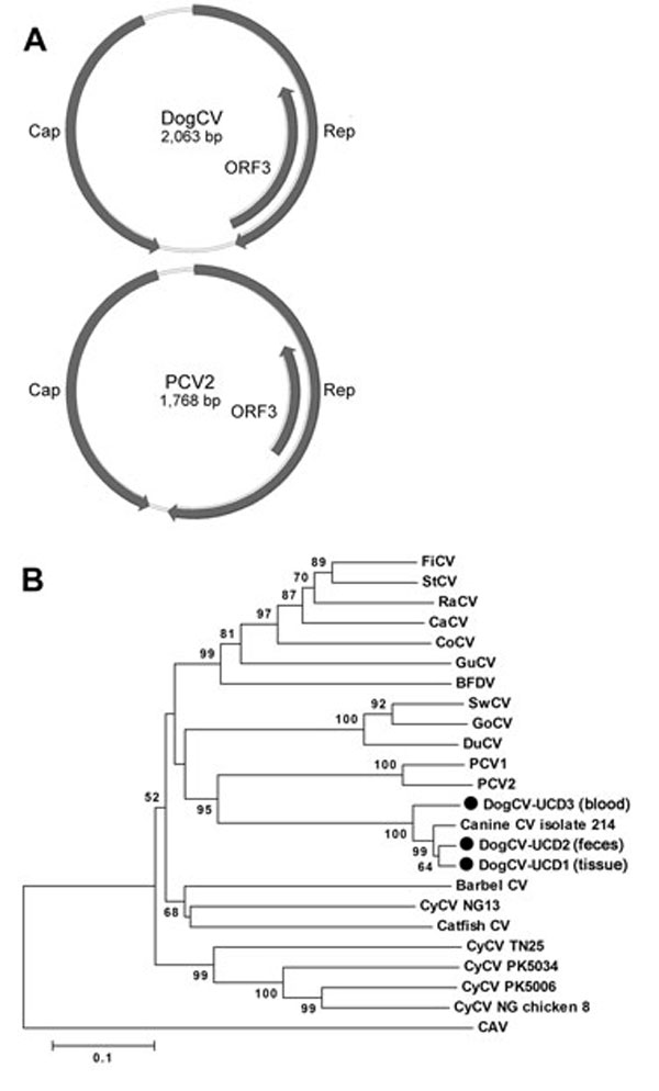 A) Genome organization of dog circovirus (DogCV) and porcine circovirus 2 (PCV2). B) Phylogenetic analysis of DogCV strains (UCD1�?"3, isolated from tissue, feces, and blood respectively) based on the amino acid sequence of the replicate (Rep) protein. GenBank accession numbers for circoviruses used in the analysis: Finch circovirus (FiCV), DQ845075; Starling circovirus (StCV), DQ172906; Raven circovirus (RaCV), DQ146997; canary circovirus (CaCV), AJ301633); Columbid circovirus (CoCV), AF252610;