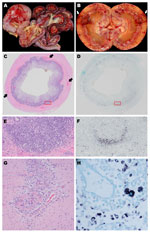 Thumbnail of Organ tissues from sentinel dog (dog 1) and 2 other dogs (dogs 2 and 3) that were positive by in situ hybridization (ISH) analysis for dog circovirus (DogCV). A) Gross view of the gastrointestinal system from dog 1. Multifocal to coalescing hemorrhages are shown in the stomach and intestinal serosa. B) Gross view of the kidney from dog 2. Segmental regions of hemorrhage and necrosis (infarction) can be seen within the cortex and radiating from the medullary papilla to the capsule. C