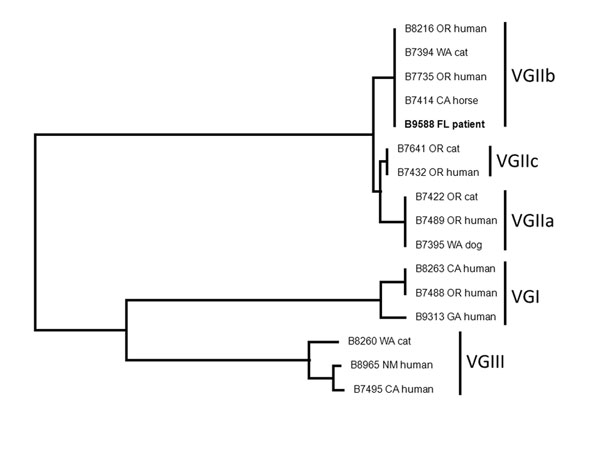 Neighbor-joining dendrogram of FL isolate (B9588, in boldface) with other US isolates showing that the FL isolate is identical to the VGIIb isolates from the US Pacific Northwest. The dendrogram was constructed by using multilocus sequence typing (3). FL, Florida; OR, Oregon; WA, Washington; CA, California; GA, Georgia; NM, New Mexico. 