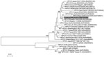 Thumbnail of Phylogenetic analysis of the amino acid sequence of the HN protein of human parainfluenza virus type 3. (HPIV3). The phylogenetic tree was constructed on the basis of the deduced amino acid sequence of the full-length HN gene of ZMLS/2011 (gray shading) and known paramyxoviruses. GenBank accession numbers are given in parentheses. Significant bootstrap values (&gt;70%) are shown. Scale bars indicate amino acid substitutions per site. SPIV, simian parainfluenza virus; BPIV, bovine pa