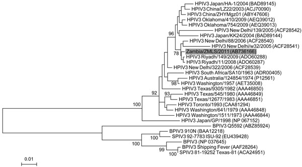 Phylogenetic analysis of the amino acid sequence of the HN protein of human parainfluenza virus type 3. (HPIV3). The phylogenetic tree was constructed on the basis of the deduced amino acid sequence of the full-length HN gene of ZMLS/2011 (gray shading) and known paramyxoviruses. GenBank accession numbers are given in parentheses. Significant bootstrap values (&gt;70%) are shown. Scale bars indicate amino acid substitutions per site. SPIV, simian parainfluenza virus; BPIV, bovine parainfluenza v