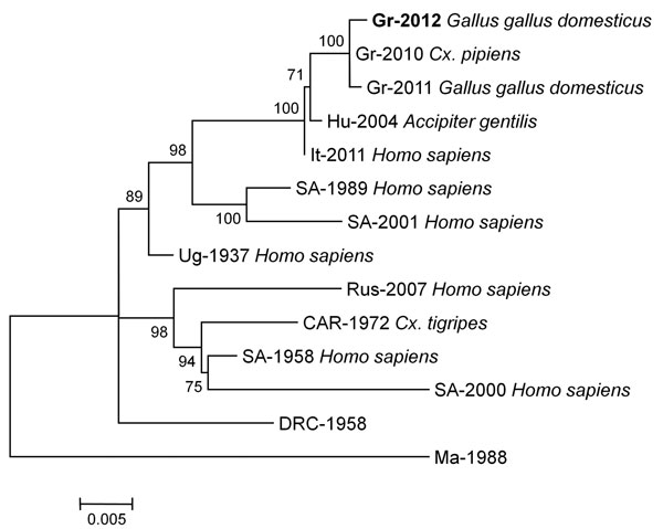 Phylogenetic tree inferred with maximum-likelihood analysis, based on complete nonstructural (NS) 3 nt sequences (1,863 bp) of lineage 2 West Nile virus strains. Isolation source is indicated in boldface. The general time reversible model with gamma distributed rates across sites and a fraction of sites assumed to be invariable (GTR + I + Γ) was selected as the best fitting nucleotide substitution model for the sequence dataset. The tree was mid-point rooted, and the numbers indicated on the bra