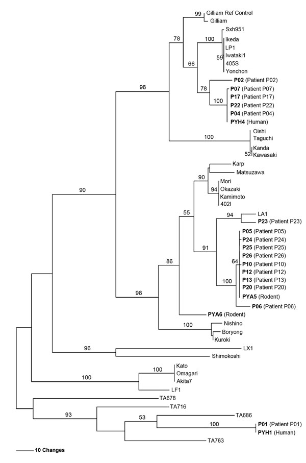 Maximum parsimony phylogenetic tree of Orientia tsutsugamushi based on partial 56-kDa type-specific antigen gene sequences, demonstrating the relationships among O. tsutsugamushi isolates from Thailand and strains causing scrub typhus in humans in Ban Pongyeang, Thailand, and reference (ref) strains. The tree was midpoint rooted. Bootstrap values &gt;50% are labeled over branches (1,000 replicates). Isolates from Thailand are in boldface. The tree was generated by using heuristic search with ran