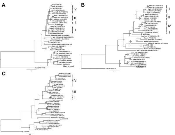 Phylogenetic trees depicting virus sequences found in rodents from the villages of Jirandogo and Natorduori, Ghana. Lineages of Lassa virus clade are indicated by Roman numerals on the right. For each virus, phylogenetic trees are shown for 3 genes: 2a, glycoprotein  gene (partial 1,034 bp), 2b, nucleoprotein  gene (partial 1,297 bp), and 2c, Polymerase gene (L partial, 340 bp). The analysis was performed using PhyML (11), with a general time reversible  nucleotide substitution model and 100 boo