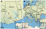 Thumbnail of Location of bat sampling sites in Ghana and Europe. The 7 sites in Ghana (A) and the 5 areas in Europe (B) are marked with dots and numbered from west to east. a, Bouyem (N7°43′24.899′′ W1°59′16.501′′); b, Forikrom (N7°35′23.1′′ W1°52′30.299′′); c, Bobiri (N6°41′13.56′′ W1°20′38.94′′); d, Kwamang (N6°58′0.001′′ W1°16′0.001′′); e, Shai Hills (N5°55′44.4′′ E0°4′30′′); f, Akpafu Todzi (N7°15′43.099′′ E0°29′29.501′′); g, Likpe Todome (N7°9′50.198′′ E0°36′28.501′′); h, Province Gelderlan
