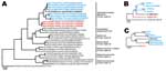 Thumbnail of RNA-dependent RNA polymerase (RdRp) gene and Spike genephylogenies including the novel betacoronaviruses from bats in Ghana and Europe. A) Bayesian phylogeny of an 816-nt RdRp gene sequence fragment corresponding to positions 14781–15596 in severe acute respiratory syndrome coronavirus (SARS-CoV) strain Frankfurt 1 (GenBank accession no. AY291315). Data were analyzed with MrBayes version 3.1 (http://mrbayes.sourceforge.net/) by using a WAG amino acid substitution model and 4 million