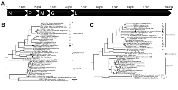 Analyses of American bat vesiculovirus (ABVV) compared with other members of the family Rhabdoviridae. A) Genome organization of ABVV; B) Bayesian inference tree of the ABVV N gene; C) Bayesian inference tree of the 5 concatenated ABVV genes (N, P, M, G, L). For the Bayesian analyses, sequences from the entire gene were used, except for a few partially sequenced genomes for which only ≈100 aa were publicly available. Posterior probabilities (&gt;75%) of the Bayesian analysis are shown next to ea