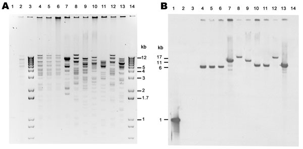 XmnI restriction analysis of New Delhi metallo-β-lactamase (NDM)–encoding plasmids, United States, April 2009–March 2011, from transformants (A) and subsequent Southern blot analysis with digoxigenin-labeled blaNDM probe hybridized to a blot of same gel (B). Lane 1, NDM PCR product, positive control; lane 2, NDM-negative plasmid (ATCC-1705); lanes 3 and 14, 1-kb plus marker; lane 4, TF 0S-506; lane 5, TF 1100770; lane 6, TF 1100975; lane 7, TF1100192; lane 8, TF 1000527; lane 9, TF 1101459; lane
