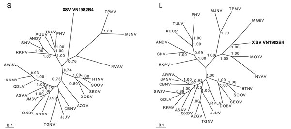 Phylogenetic trees, based on 499-nt and 4,582-nt regions of the small (S) and large (L) genomic segments, respectively, of Xuan Son virus (XSV VN1982B4) (GenBank accession nos. S: KC688335, L: JX912953), generated by the maximum-likelihood and Bayesian Markov chain Monte Carlo estimation methods, under the GTR+I+Γ model of evolution. Because tree topologies were similar when RAxML and MrBayes were used, the tree generated by MrBayes was displayed. The phylogenetic position of XSV is shown in rel