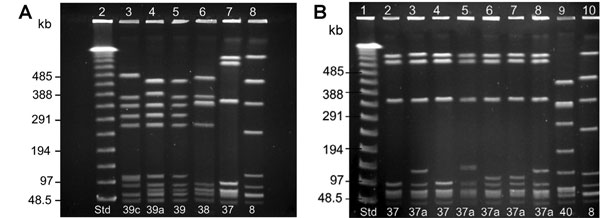 DNA macrorestriction profiles for serotype IV isolates from invasive group B Streptococcus (GBS) disease in infants, Minnesota. Isolates were studied by SmaI digestion and pulsed-field gel electrophoresis (PFGE) analysis and were designated as expressing C-protein α (C-α) or group B protective surface protein (BPS). Lane number is at the top and PFGE profile number at the bottom of each lane. A) Lane 2, λ molecular size standard; lanes 3 and 4, serotype IV/C-α GBS isolates from early-onset disea