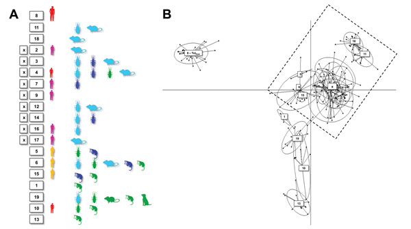 Discriminant analysis of principal components showing genetic clustering among Trypanosoma cruzi isolates from an outbreak of oral disease in Caracas, Venezuela. Six principal components were retained, explaining 80% of the diversity. Ellipses correspond to the optimal (as defined by the Bayesian information criterion minimum) number of population clusters among the genotypes analyzed. Images indicate sample host origin (human, rodent, marsupial, or triatomine), while colors correspond to the ke