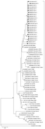 Thumbnail of Phylogenetic analysis of the partial viral protein 1 gene sequence (positions 2929–3348, based on strain Shizuoka-18, GenBank accession no. AB678778) of coxsackievirus A6 isolated from distinct patients with hand, foot, and mouth disease detected in Irun, Spain, April–September 2011, compared with the Gdula prototype strain and other representative strains. Black dots indicate the strains in this study (GenBank accession nos. JX845228–JX845243 and KC431245–431253). The tree was cons