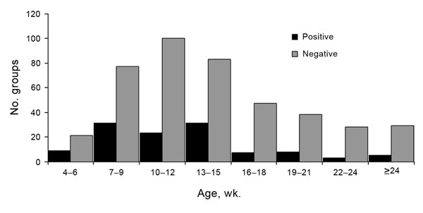Age distribution of groups of pigs that were positive or negative for influenza A, determined by real-time reverse transcription PCR, midwestern United States, June 2009–December 2011.