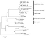 Thumbnail of Phylogenetic tree of novel betacoronaviruses based on the deduced amino acid sequence of spike protein. SARS, severe acute respiratory syndrome; CoV, coronavirus; HCoV, human CoV; BtCoV, bat CoV; BWCoV, beluga whale CoV; IBV, avian infectious bronchitis. Scale bar indicates genetic distance estimated by using WAG+G+I+F model implemented in MEGA5 (www.megasoftware.net).