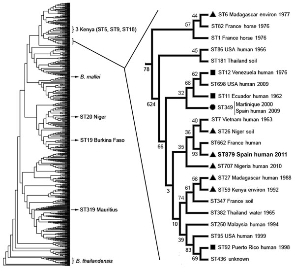 Phylogenetic position of Burkholderia pseudomallei isolate BpSp2, sequence type (ST) 879 (boldface), from a patient in Spain who had traveled to Africa. The dendrogram was built by using 852 isolates from the public B. pseudomallei database (http://bpseudomallei.mlst.net). The clade in which most STs from Africa, South America, and the Caribbean are located has been enlarged; location, source type, and year collected are indicated for each isolate. Black circle indicates isolates from Africa; bl