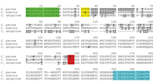 Deduced amino acid sequence of the gp60 gene of Cryptosporidium ubiquitum compared with sequences of C. parvum and C. hominis. gp60 sequences from C. ubiquitum, C. parvum (GenBank accession no. AF022929), and C. hominis (GenBank accession no. ACQ82748) were aligned by using ClustalX (www.clustal.org/). Potential N-linked glycosylation sites are indicated in boldface and italic type, and predicted O-linked glycosylation sites are indicated in boldface and underlined type. The first 19 aa coding f
