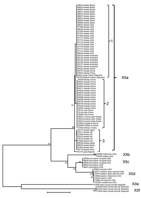 Genetic relationship among 6 Cryptosporidium ubiquitum subtype families (XIIa–XIIf) in animals as indicated by a neighbor-joining analysis of the partial gp60 gene. The XIIa subtype family contains all specimens from domestic and wild ruminants, whereas the remaining subtype families contain all specimens from rodents and other wildlife. Within the XIIa subtype family, 1, 2, and 3 denote subtypes 1, 2, and 3, which differ from each other by a few nucleotides. Bootstrap values are indicated along