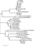 Thumbnail of Phylogenetic analyses of human astroviruses, China. Construction of phylogenetic trees was based on alignment of a region of the open reading frame 1b nucleic acid sequence (409 bp), generated by the neighbor-joining method with 1,000 bootstrap replicates. Each strain from this study is indicated by the patient number (10621012, 10621141, 10621144, 10621237, 10621246, 10621264, 10621268, 10322603, 10322608, 10322651, 10322706) or GenBank accession number (JQ673575–JQ673585) as indic