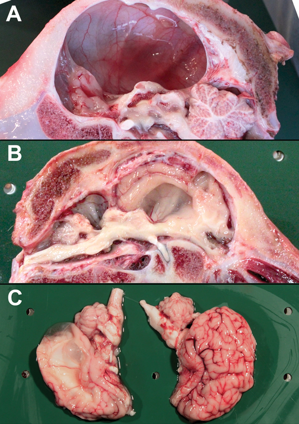 Deformities of the brain in calves naturally infected in utero with Schmallenberg virus, Belgium, January–March 2012. A) Hydranencephaly. B) Hydrocephaly and cerebellar hypoplasia. C) Porencephaly.