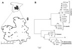 Thumbnail of Rickettsia species in questing ticks collected in central Spain. A) Study area with 20 collection sites where ticks were found (black dots) of the 39 sites surveyed (white and black dots). B) Multilocus sequence analysis of Rickettsia spp. The evolutionary history was inferred by using the neighbor-joining method of ompA-ompB concatenated sequences (total length = 1,189 nt). The optimal tree with the sum of branch length = 0.15227017 is shown. The percentage of replicate trees in wh