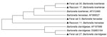 Thumbnail of Phylogenetic tree of intergenic spacer region genes of Bartonella species inferred by the neighbor-joining method using the maximum composite likelihood method. Samples from this study are indicated by a solid triangle. GenBank accession numbers are indicated after species name.