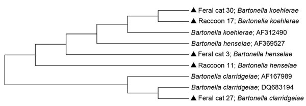 Phylogenetic tree of intergenic spacer region genes of Bartonella species inferred by the neighbor-joining method using the maximum composite likelihood method. Samples from this study are indicated by a solid triangle. GenBank accession numbers are indicated after species name.