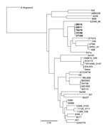 Thumbnail of Maximum-likelihood dendrogram for 5 strains of Shiga toxin–producing Escherichia coli serotype O117 in the Gastrointestinal Bacteria Reference Unit (Health Protection Agency, London, UK) archive (boldface), 32 other E. coli genomes, and 4 Shigella spp. genomes. E. fergusonii was used as an outgroup. Scale bar indicates nucleotide substitutions per site.