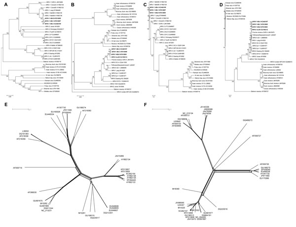 Phylogenetic tree and network based on the nucleotide sequences of the small (S)1 and S3 segments of orthoreoviruses. A and B) Neighbor-joining tree of multiple orthoreovirus species. Numbers at nodes indicate bootstrap values based on 1,000 replicates. Scale bar indicates nucleotide substitutions per site. A) S1 segment; B) S3 segment.  C and D) Bayesian phylogenetic tree of multiple orthoreovirus species.  Numbers close to branches correspond to posterior probabilities. Branch lengths are prop