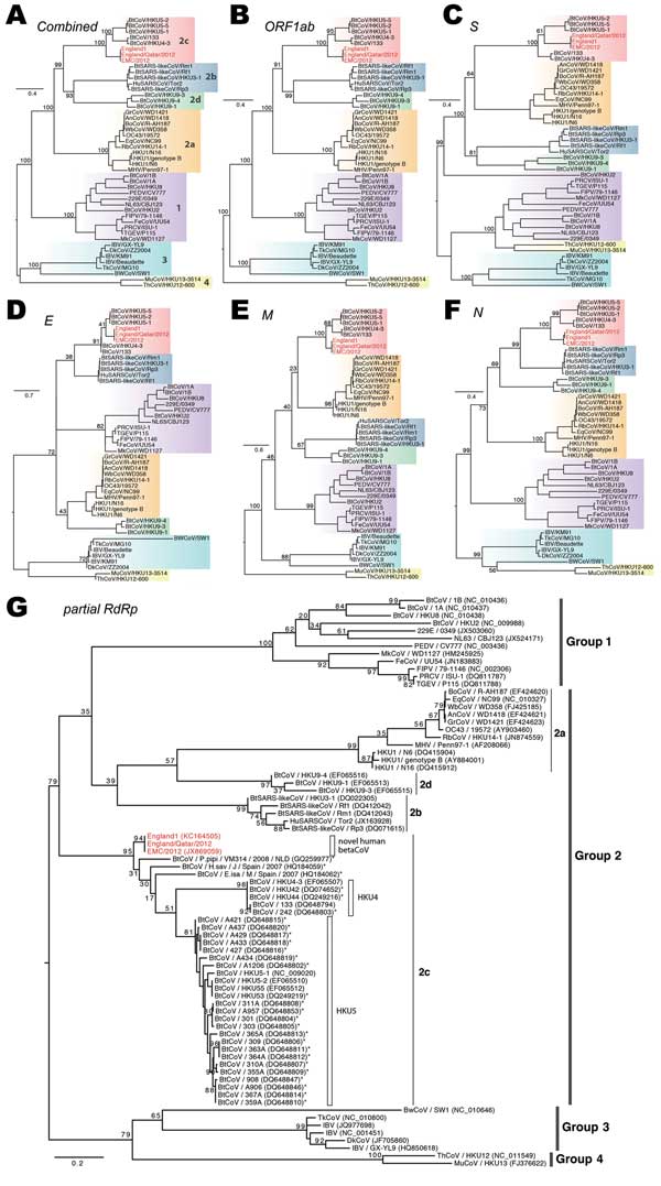 Phylogenetic analyses of coronaviruses. A–F) Maximum-likelihood phylogenies of combined and each individual open reading frame (ORF), including ORF 1ab, S, E, M, and N. Previously defined viral lineages (group 1, 2a, 2b, 2c, 2d, 3, and 4) are highlighted by color blocks and described in (A). G) Phylogenetic analyses on the partial RNA-dependent RNA polymerase sequence region (396 bp) of coronaviruses (CoVs). Partial gene sequences from other CoVs that are closely related to the novel human betaC