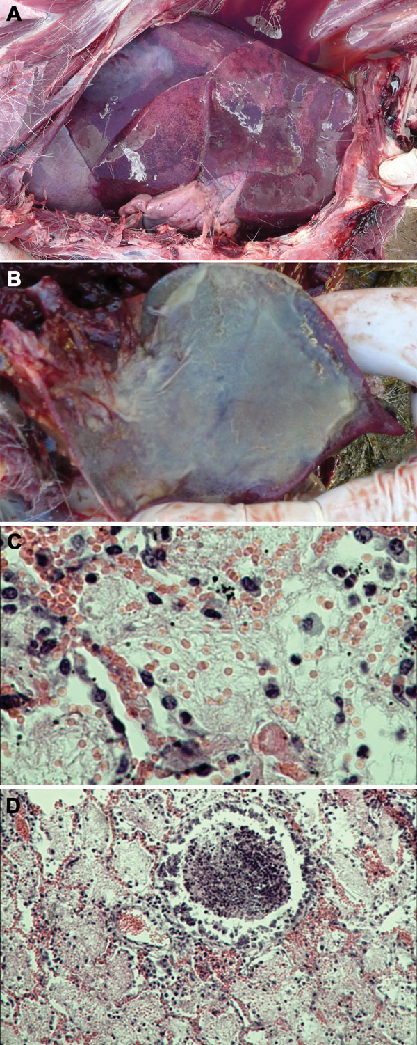 Pneumonia caused by Mycoplasma capricolum subsp. capripneumoniae in Tibetan antelope (Pantholops hodgsonii), Tibet, 2012. A) Lung of a caprine pleuropneumonia–infected Tibetan antelope (sample SZM2) showing lung hepatization. B) Lung of a caprine pleuropneumonia–infected Tibetan antelope (sample SH3) showing fibrin deposition. C and D) Fibrinous pneumonia with serofibrinous fluid and an inflammatory cell infiltrate, consisting of mainly lymphocytes, in the alveoli (panel C, sample SZM2, hematoxy