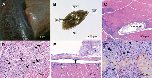Lesions produced by mesocercariae of Alaria alata in European mink. A) Mesocercariae in the muscle and subcutaneous tissue produce whitish, round or slightly oval, well-defined nodules. B) Free mesocercarium after artificial digestion, showing the characteristics of A. alata mesocercarium: piriform body with anterior oral sucker (OS), acetabulum (AC) positioned in the center of the parasite, 2 pairs of large, finely granulated penetration glands (white stars), limiting the anterior part of the a