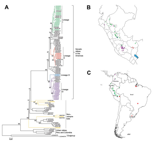 Phylogenetic and geographic comparisons of rabies virus isolates collected in Peru during 2002–2007 with representative rabies viruses circulating in South America. A) Phylogenetic tree showing relationships among virus isolates; B) locations from which viruses were isolated in Peru and South America. Colors indicate isolates from this study: green, lineage I; red, lineage II; blue, lineage III; purple, lineage IV. Gold indicates the 3 isolates collected in Peru from non–vampire bats. Additional