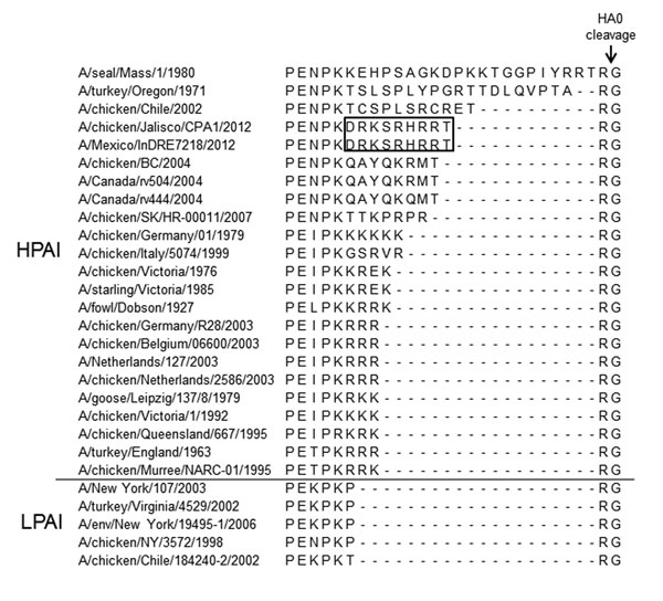 Multibasic cleavage sites of highly pathogenic avian influenza (HPAI) A(H7N3) virus isolated from a poultry worker with conjunctivitis in Jalisco State, Mexico, July 2012, and other influenza viruses. Box indicates novel amino acid cleavage site sequence motif. HA, hemagglutinin; LPAI, low pathogenicity avian influenza. Hyphens indicate gaps in the sequence alignments whereby 1 sequence has an insertion of amino acids relative to shorter sequences.
