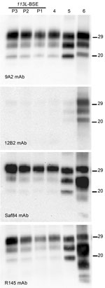 Thumbnail of Comparative Western blot analyses of brain prion protein resistant to proteinase K digestion (PrPres) from BoPrP-Tg110 mice infected with bovine spongiform encephalopathy (BSE)-C, 113L-BSE, BSE-L, and BSE-H prions. Mice infected with newly generated 113L-BSE prion at first (P1), second (P2), and third (P3) passages are compared with mice infected with BSE-C (P1) (lane 4); BSE-L (P1) (lane 5); and BSE-H (P1) (lane 6) prions. Each panel was identified by using the monoclonal antibody 